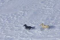 Aerial view of a wild palomino pinto stallion chasing his black mare on the windblown snow on Crooks Mountain, Wyoming, USA. March.