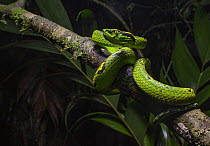 Yellow-blotched palm-pit viper (Bothriechis aurifer) resting on branch in cloudforest at night, Ranchitos del Quetzal Reserve, Baja Verapaz, Guatemala.