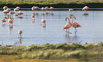 Chilean flamingo (Phoenicopterus chilensis) flock wading in lake, Laguna Nimez Reserve, Calafate, Argentina.