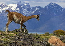 Guanaco (Lama guanicoe) walking over rocky ground with the mountains of Argentinian Patagonia in background, El Chalten, Argentina.