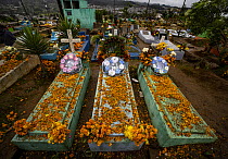 Day of the Dead, every 1st of November families reunite in the cemetery to remember dead relatives. They use plants like the Flower of the Death (Tagetes erecta) to decorate burial sites. Santiago Sac...