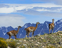 Three Guanacos (Lama guanicoe) standing on mountain top with the mountains of Argentinian Patagonia in background, El Chalten, Argentina.