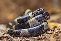 Black-banded cat-eyed snake (Leptodeira nigrofasciata) coiled up, Heloderma Natural Reserve, Motagua Valley, Guatemala.