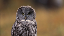Great grey owl (Strix nebulosa) looking round at the camera, Alberta, Canada. September.