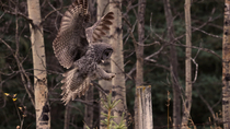 Tracking shot of a Great grey owl (Strix nebulosa) taking off from a post, flying, and then landing on another post, Alberta, Canada. September.