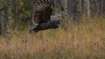 Tracking shot of a Great grey owl (Strix nebulosa) hunting. The bird flies low above grass, before landing. Alberta, Canada. September.