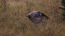 Tracking shot of a Great grey owl (Strix nebulosa) flying. The bird is hunting, sitting in long grass and looking around. Then the animal takes off. Alberta, Canada. September.