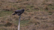 Tracking shot of a Great grey owl (Strix nebulosa) hunting, the bird takes off from the fence post and then dives into long grass. Alberta, Canada. September.
