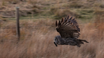 Tracking shot of a Great grey owl (Strix nebulosa) flying with a Vole (Microtus sp.) in its beak. Then the animal lands on a post. Alberta, Canada. Setpember.