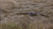Tracking shot of a Great grey owl (Strix nebulosa) hunting. The bird flies low above grass before landing. Alberta, Canada. Setpember.