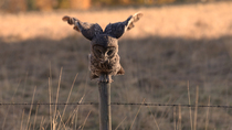 Tracking shot of a Great grey owl (Strix nebulosa) hunting, the bird takes off from the fence post and then dives into long grass. Alberta, Canada. September.