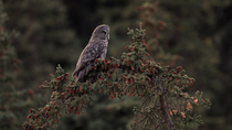 Great grey owl (Strix nebulosa) perched on a Conifer tree. Then the animal takes off and leaves the frame. Alberta, Canada. September.