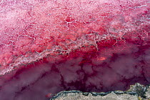 Aerial view of pink, soda encrusted Lake Magadi, Rift Valley, Kenya. September, 2023.