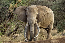 Elephant (Loxodonta africana) male, portrait, Amboseli National Park, Kenya. Endangered.