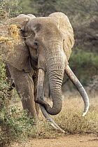 Elephant (Loxodonta africana) male, portrait, Amboseli National Park, Kenya. Endangered.