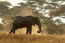 Elephant (Loxodonta africana) male, dust bathing, Amboseli National Park, Kenya. Endangered.