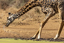 Masai giraffe (Giraffa tippelskirchi) drinking at pool with two Red-billed oxpeckers (Buphagus erythrorhynchus) flying around its head, Amboseli National Park, Kenya. Endangered.