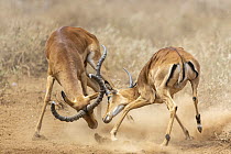 Two Impala (Aepyceros melampus) males fighting on dusty ground, Amboseli National Park, Kenya.
