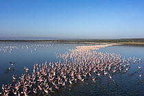 Lesser flamingo (Phoeniconaias minor) flock taking flight from lake, Lake Elementeita, Soysambu conservancy, Kenya.