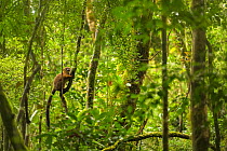Red-bellied lemur (Eulemur rubriventer) female, hanging on a small tree into the protected rainforest of Ranomafana National Park, Madagascar.
