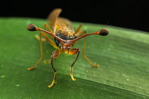 Stalk-eyed fly (Diopsidae) male, portrait, Kibale National Park, Uganda.