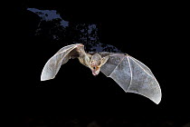 Ghost bat (Macroderma gigas) in flight, returning to a natural cave roost in the early hours of the morning. Dried blood and matted fur around the face indicates this bat ate vertebrate prey overnight...