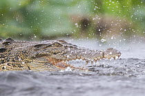 Estuarine crocodile (Crocodylus porosus) fishing in shallow water during monsoon rainfall, Fogg Dam Conservation Reserve, Northern Territory, Australia. March.