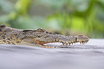Estuarine crocodile (Crocodylus porosus) fishing in shallow water, Fogg Dam Conservation Reserve, Northern Territory, Australia.