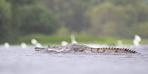Freshwater crocodile (Crocodylus johnstoni) crossing a flooded road during monsoon rainfall, Fogg Dam Conservation Reserve, Northern Territory, Australia. March.