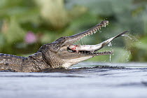 Freshwater crocodile (Crocodylus johnstoni) devouring a large Tarpon (Megalops cyprinoides), Fogg Dam Conservation Reserve, Northern Territory, Australia.