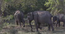 Sri Lankan elephant (Elephas maximus maximus) herd, including a calf, feeding. The adults use their feet and trunks to gather vegetation. The calf is staying close to its mother for protection. Yala N...