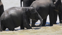 Tracking shot of Sri Lankan elephant (Elephas maximus maximus) juvenile drinking and walking through water with herd, Yala National Park, Sri Lanka. March.