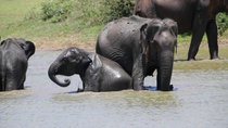 Sri Lankan elephant (Elephas maximus maximus) juvenile bathing and playing in water with herd, Yala National Park, Sri Lanka. March.