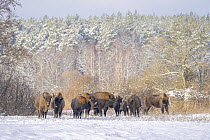 European bison (Bison bonasus) herd in agricultural field covered with snow near forest, Bialowieza Forest UNESCO World Heritage Site, Poland. December.