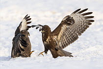 Two Common buzzards (Buteo buteo) fighting in snow, Bialowieza Forest UNESCO World Heritage Site, Poland. December.