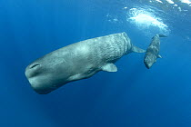 Sperm whale (Physeter macrocephalus) female with calf, diving, Dominica, Caribbean Sea.