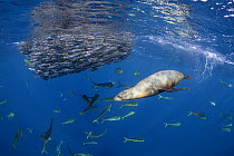 Sea lion (Zalophus sp.) and Mahi-mahi (Coryphaena hippurus) feeding on Sardine (Sardinops sagax) bait ball, Magdalena Bay, Baja California Peninsula, Pacific Ocean.