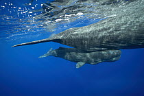 Sperm whale (Physeter macrocephalus) calf swimming close to its mother, Dominica, Caribbean Sea.