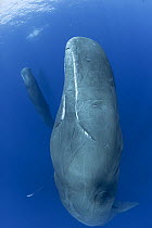 Sperm whale (Physeter macrocephalus) sleeping upright with a Squid's arm hanging out of its mouth, Dominica, Caribbean Sea.