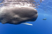 Sperm whale (Physeter macrocephalus) opening its mouth, Dominica, Caribbean Sea.