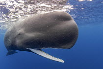 Sperm whale (Physeter macrocephalus) socializing and opening its mouth. Dominica, Caribbean Sea.