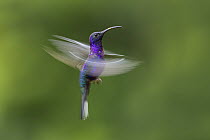 Violet sabrewing hummingbird (Campylopterus hemileucurus) in flight, hovering, mid-elevation cloud forest, Costa Rica.