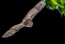 Greater horseshoe bat (Rhinolophus ferrumequinum) in flight at night, Girona, Spain. March.