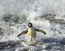 Rockhopper penguin (Eudyptes chrysocome) jumping out of the surf, Falkland islands, Atlantic Ocean.
