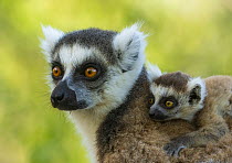 Ring-tailed lemur (Lemur catta) female carrying infant on her back, portrait, Anja reserve, Madagascar. Endangered.