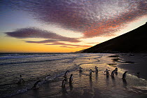Group of Gentoo penguins (Pygoscelis papua) walking on the shore at sunrise, Falkland Islands, Atlantic Ocean.
