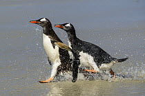Two Gentoo penguins (Pygoscelis papua) a chick chasing the adult for food, Falkland Islands, Atlantic Ocean.