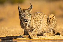 Iberian lynx (Lynx pardinus) resting, La Mancha, central Spain. July. Endangered.