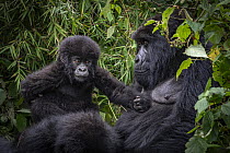 Mountain gorilla (Gorilla beringei beringei) female with two infants resting in forest vegetation, Volcanoes National Park, Rwanda. Endangered.