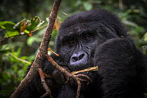 Mountain gorilla (Gorilla beringei beringei) feeding, head portrait, Bwindi Impenetrable Forest, Uganda. Endangered.